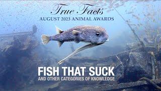 True Facts Fish That Suck