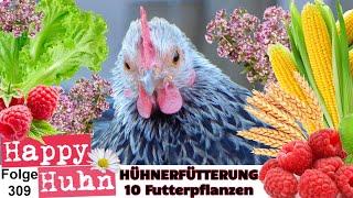 Hühnerfütterung 10 tolle Futterpflanzen für die Hühner aus dem eigenen Garten - HAPPY HUHN E309