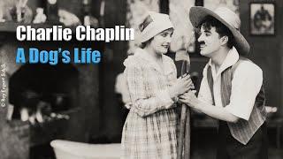 Charlie Chaplin - Farm Life Clip from A Dogs Life