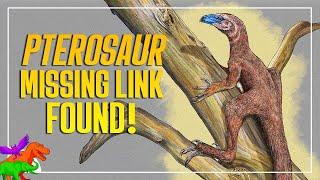 New Pterosaur Missing Link Found in Triassic Brazil  Venetoraptor