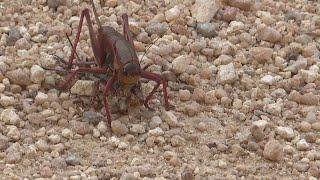 Mormon Crickets are back in Southwest Idaho