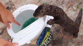 Training BABY Otter To Hunt Fish