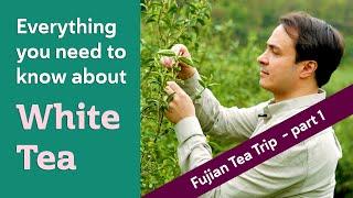 CHINESE WHITE TEA - Everything you need to know FUJIAN TEA TRIP PART 1