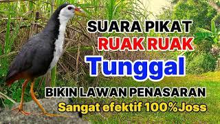 SUARA BURUNG RUAK RUAK TUNGGAL  BIKIN LAWAN PENASARAN  BIRDTRAP