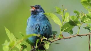 Indigo Bunting