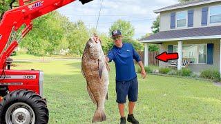 Big Black Drum Catch Clean & Cook Like Never Before