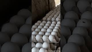 50 Lakh ka Layer Poultry Farm #poultryfarming #shorts