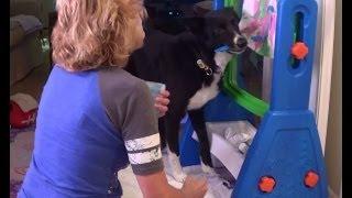 K9 Artist Brody the Border Collie Paints for Daytime TV