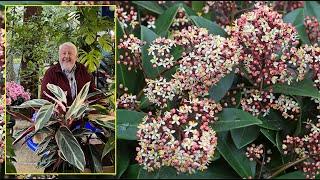 SKIMMIA ARBUSTE À FLEURS OU À FRUITS COLORÉS POUR L’OMBRE EN SOL ACIDE… Le Quotidien du Jardin N°297