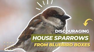 Discouraging House Sparrows From Bluebird Boxes