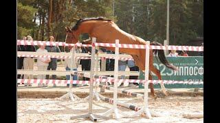 Испытания лошадей по прыжковым качествам на свободе. Посмотрите как кобылы тянутся к зрителям