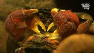 Red Clawed Crab Sesarma bidens - Copulation & Care of eggs - Animalia Kingdom Show