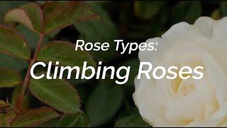 Rose Types What are Climbing Roses?