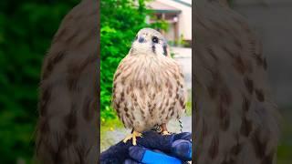 Fes Backstory American Kestrel #Falcon #backstory #didyouknow