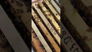 #бакфаст Про Отводки и Матководство - часть 2  #bee #пчеловодство