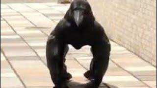 The crow that looks like a gorilla in Japan  by HDmovie.com