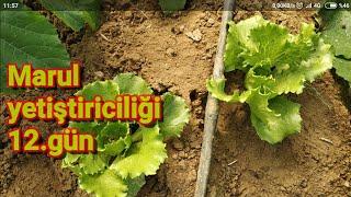 69 Marul yetiştiriciliği 12.gün. nasıl ekilir. ekimi bakımı ve sulaması detaylı bilgiler.