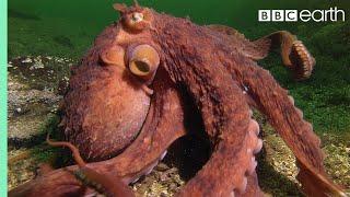 Octopus Steals Crab from Fisherman  Super Smart Animals  BBC Earth