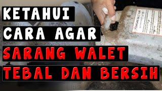 CARA AGAR SARANG WALET TEBAL DAN PUTIH BERSIH