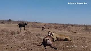 THRILLING  Lions Kill Both Buffalo Mother and Calf in Nairobi Park