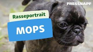 Rasseportrait Mops