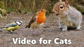 Birds for Cats to Watch  Squirrels and Birds Cat Games Extravaganza Videos