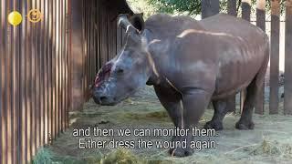 Poached and Wounded Rhinos are Treated with L-Mesitran Products