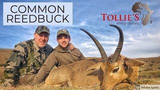 Hunting in Africa  Common Reedbuck hunt at Tollies African Safaris