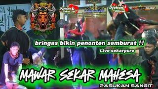 Mode serem bringas kalapan Mawar Sekar Mahesa bikin semburat penonton  Live Sekarpuro