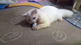 KUCING AKTIF