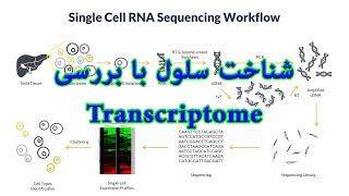 چطور میشه با مطالعه ترنسکریپتوم سلول به ماهیت اون سلول پی برد؟  Single cell transcriptome studies