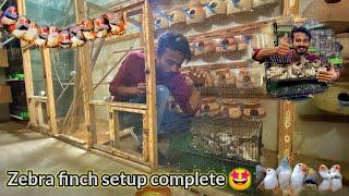 zebra finch breeding tips  zebra finches complete information  zebra lagao paisa  kamao 