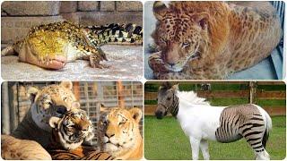 37 Amazing Genetic Hybrids Animals