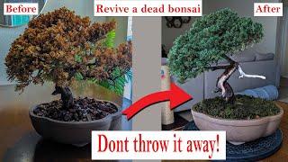 How to restore a dead bonsaiJuniper- Make it look alive again