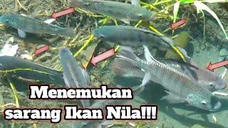 Menemukan Sarang Ikan Nila Ketapel ikan  Slingshot fishing