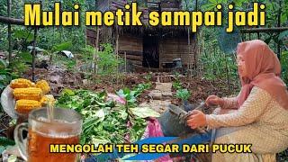 Tinggal di gubuk membuat teh sendiri buat minum  Berkebun dalam hutan