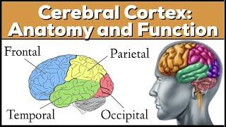 Lobes of the Brain Cerebrum Anatomy and Function Cerebral Cortex