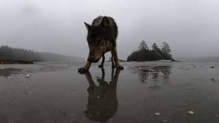 5.6K 360° Wild VR Experience Sit on Beach with a Wild Coastal Wolf