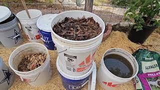 DIY Organic Liquid Fertilizer in 10 days