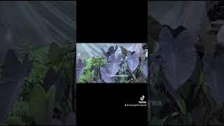 Colocasia blackrunner บอนแบลครันเนอร์ ปลูกลงดินรับแดดเกือบทั้งวัน บ้านสวนครูณัฐพลคนรักต้นไม้ชัยภูมิ