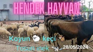 28052024 SAKARYA Hendek hayvan pazarı