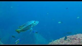 Taiwanee Reef Lake Malawi - African Cichlids - HD Underwater Footage