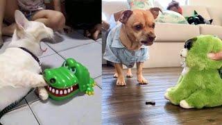 Dog and Cat Reaction to Toy - Funny Dog & Cat Toy Reaction Compilation