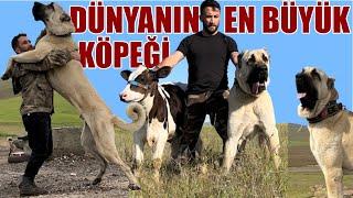 THE WORLDS BIGGEST SHEPHEEL DOG CHALLENGE EVERYONE - 800.000 TL GIANT Shepherd Dog