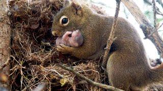 A beautiful squirrel