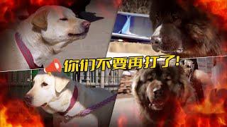 兩個人養了5條大型犬，高加索是院內戰神，拉布拉多只能被動挨打