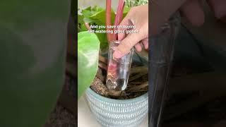 Dont buy self-watering glass globes before you do this  #indoorplants #selfwatering #diy #plants