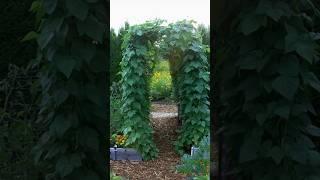 The BEST way to grow pole beans Plant smart with great bean supports. #garden #vegetablegardening
