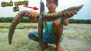 Mancing Belut Moray Sambil Menombak ikan Saat Air Surut Seru Banget