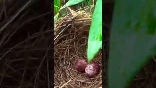 nightingales nest and eggs#bulbul #nightingale #nightingaleofindia #birds #wildbirds #birdspecies